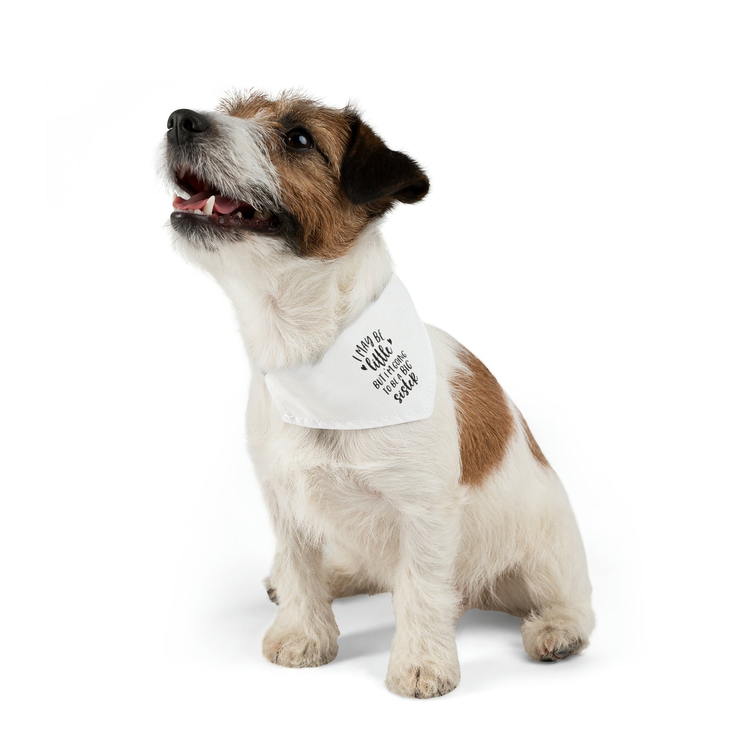 "I May Be Little But I'm Going To Be A Big Sister" Dog Bandana Collar