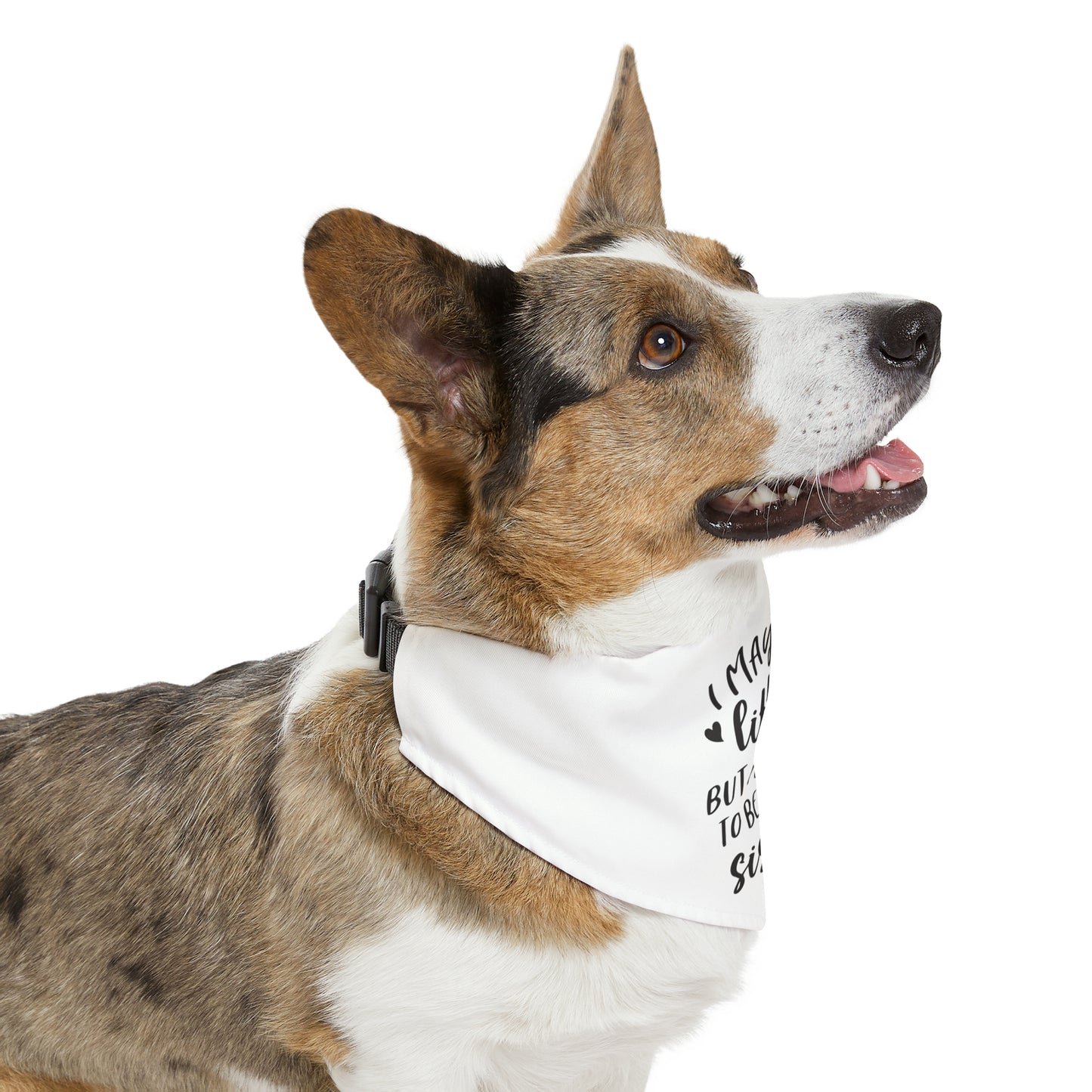 "I May Be Little But I'm Going To Be A Big Sister" Dog Bandana Collar