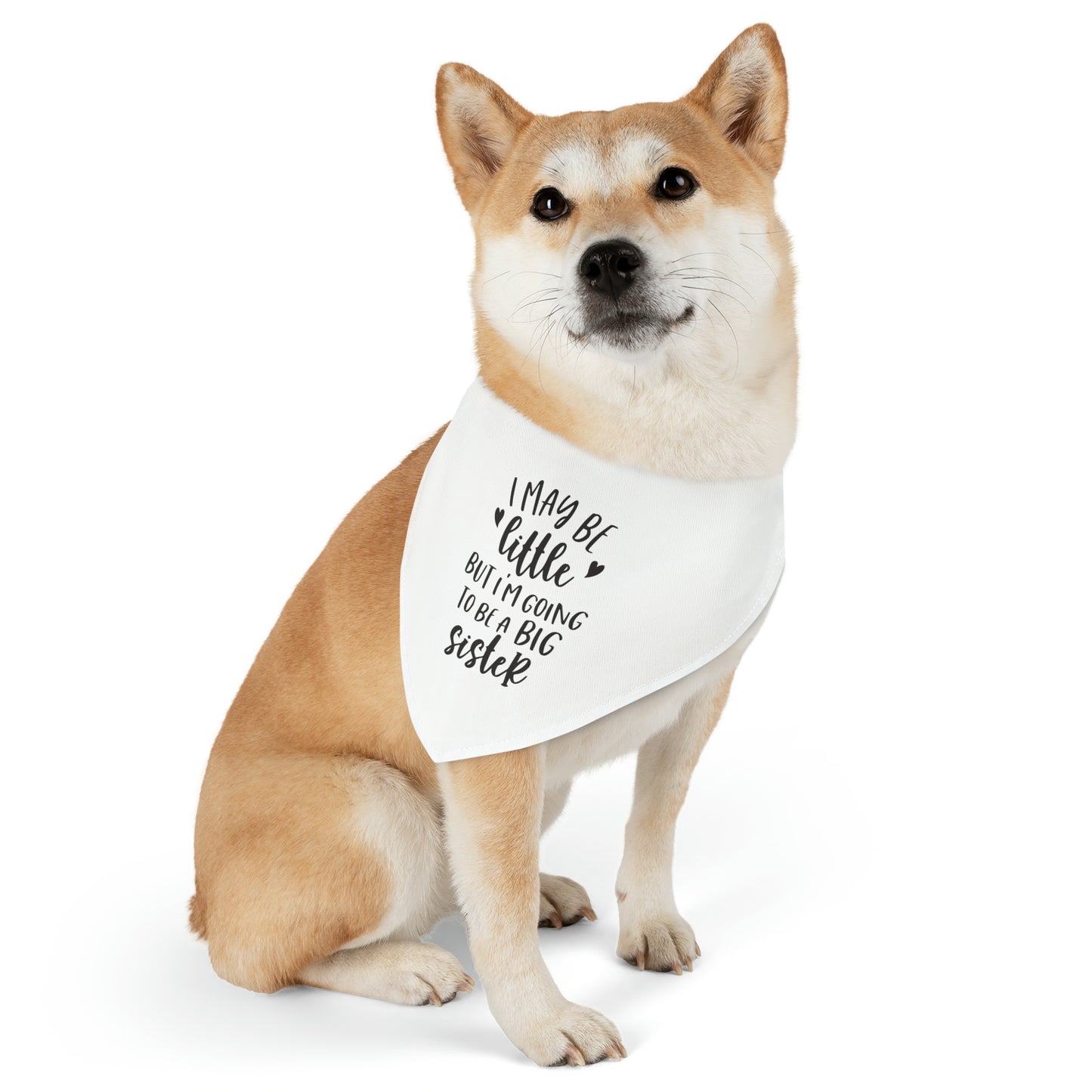 "I May Be Little But I'm Going To Be A Big Sister" Dog Bandana Collar