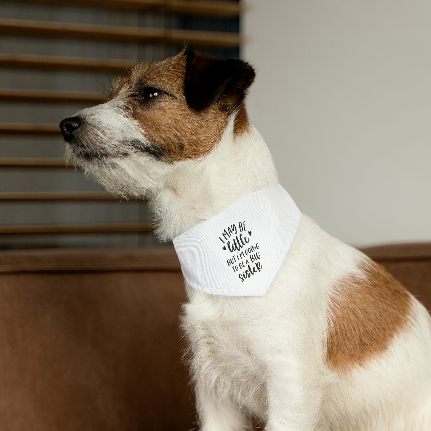 "I May Be Little But I'm Going To Be A Big Sister" Dog Bandana Collar
